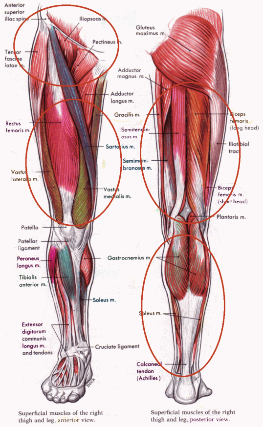 leg-muscles1
