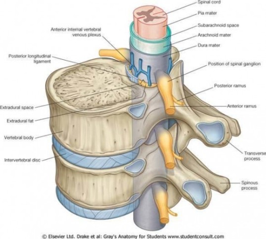 spinal-anatomy-e1409590019734