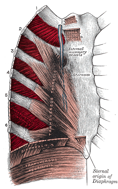 intercostal-muscle