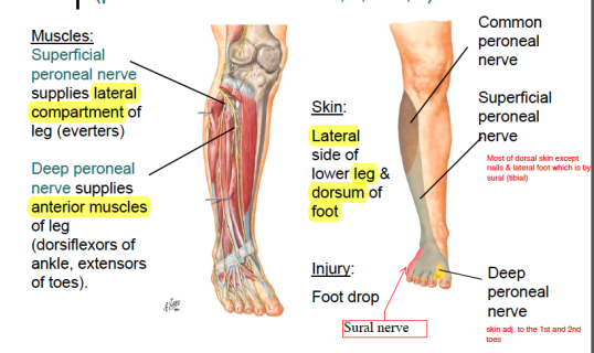 superficial-and-deep-peroneal-nerve-and-muscles