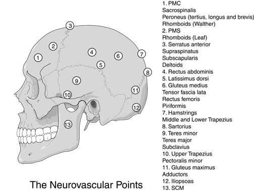 neurovascular_points